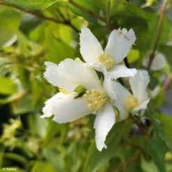 Seringat - Philadelphus Polyanthus Mont Blanc