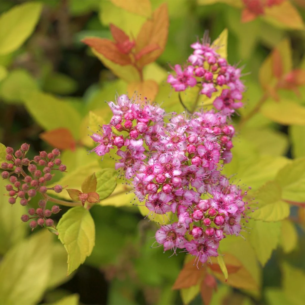 Spirée japonaise - Spiraea japonica Pink & Gold Spirée Japonaise - Spiraea Japonica Pink & Gold -Graines Fleurs Boutique Spiraea japonica spiree Pink and Gold copyright 1008631 1
