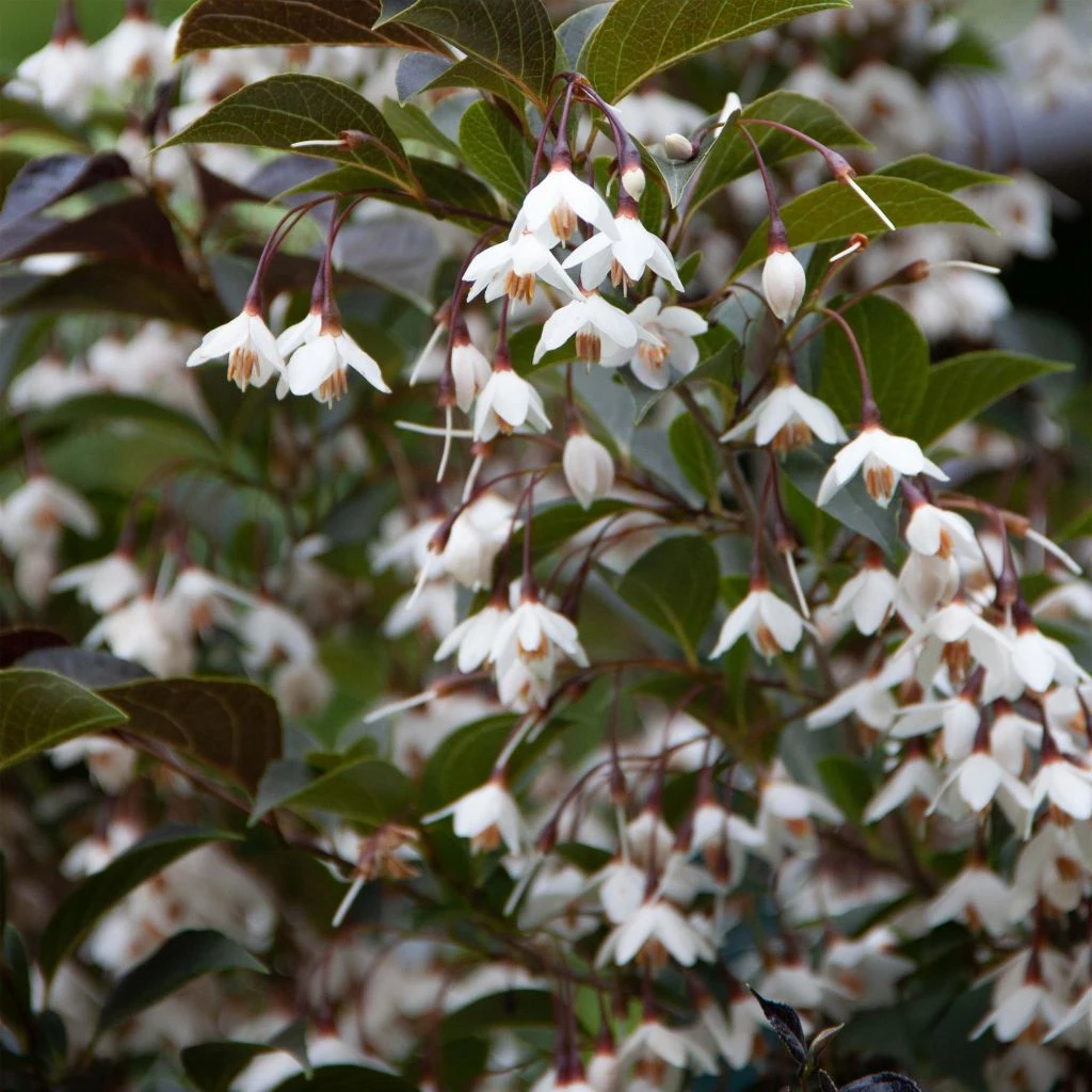 Styrax japonica Evening Light - Styrax japonais Styrax Japonica Evening Light - Styrax Japonais -Graines Fleurs Boutique Styrax japonica Evening Light 84336 1