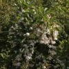 Styrax Japonica Fragrant Fountain
