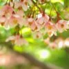 Styrax Japonica Pink Chimes - Styrax Du Japon