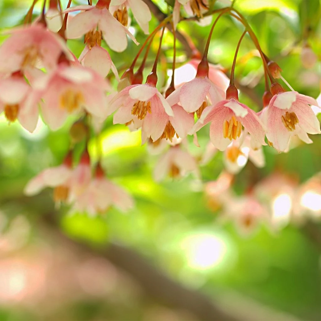 Styrax japonica Pink Chimes - Styrax du Japon Styrax Japonica Pink Chimes - Styrax Du Japon -Graines Fleurs Boutique Styrax japonica Pink Chimes copyright 1008671 1