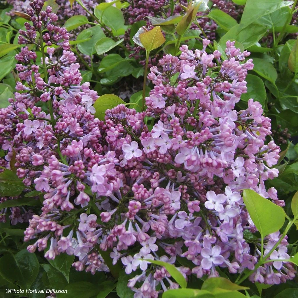 Lilas à fleurs de jacinthe - Syringa hyacinthiflora Maiden's Blush Lilas à Fleurs De Jacinthe - Syringa Hyacinthiflora Maiden's Blush -Graines Fleurs Boutique Syringa x hyacinthiflora Maiden s Blush 82808 1