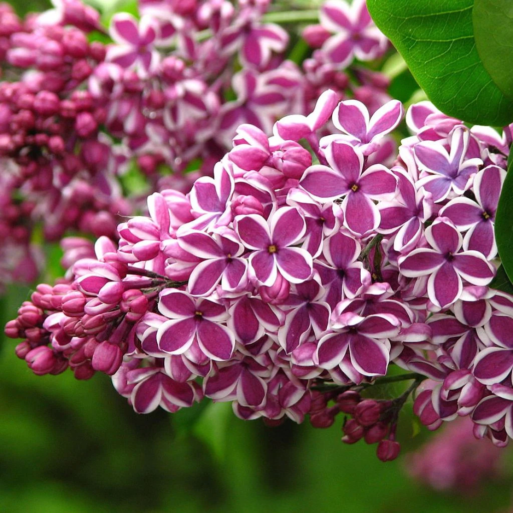 Lilas Sensation - Syringa vulgaris Lilas Sensation - Syringa Vulgaris -Graines Fleurs Boutique Syringa vulgaris Sensation 7586 1