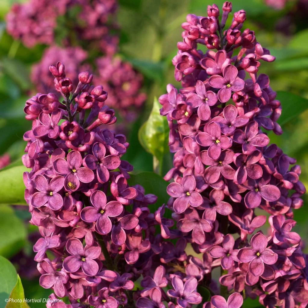 Lilas - Syringa vulgaris Souvenir de Louis Spaeth Lilas - Syringa Vulgaris Souvenir De Louis Spaeth -Graines Fleurs Boutique Syringa vulgaris Souvenir de Louis Spaeth 82807 1