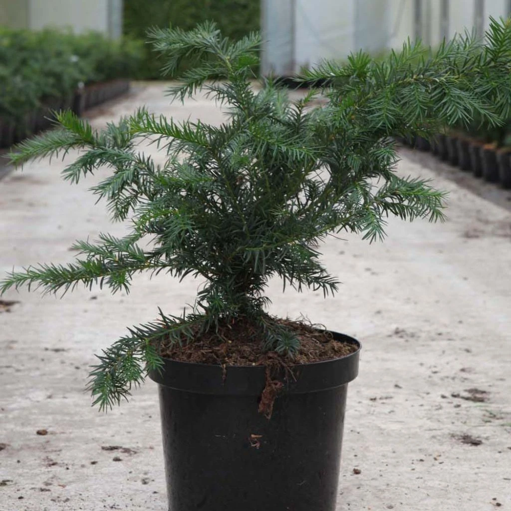 Taxus baccata Repandens - If commun Taxus Baccata Repandens - If Commun -Graines Fleurs Boutique Taxus baccata Repandens 84351 1