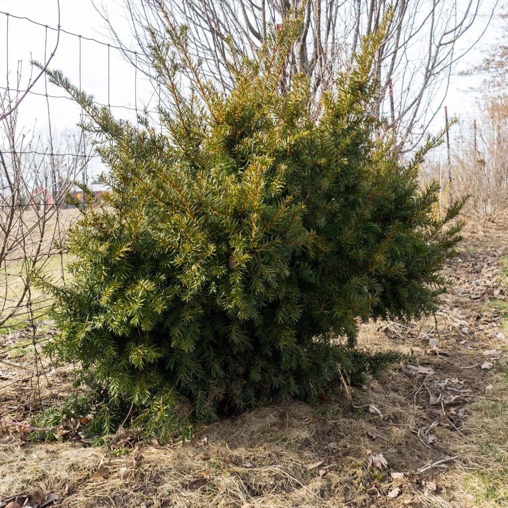 Taxus media Densiformis - If hybride Taxus Media Densiformis - If Hybride -Graines Fleurs Boutique Taxus media Densiformis 84353 1