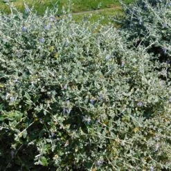 Germandrée Arbustive - Teucrium Fruticans
