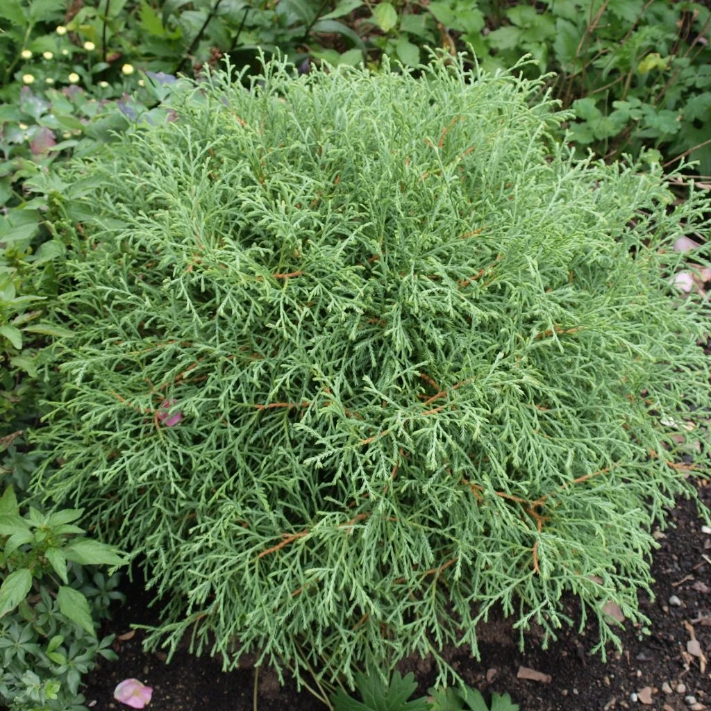 Thuya du Canada - Thuja occidentalis Mr Bowling Ball Thuya Du Canada - Thuja Occidentalis Mr Bowling Ball -Graines Fleurs Boutique Thuja occidentalis Mr Bowling Ball 0767002 1