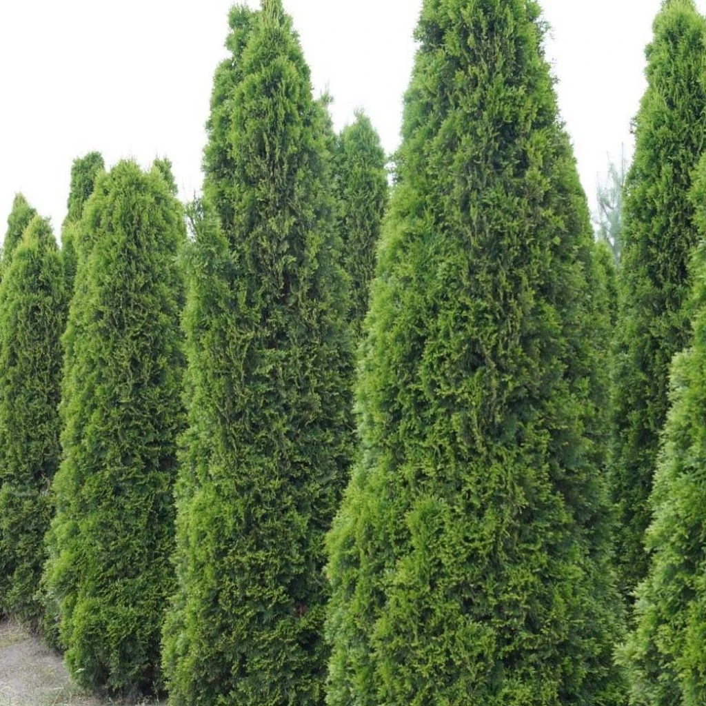 Thuja occidentalis Totem Smaragd - Thuya du Canada Thuja Occidentalis Totem Smaragd - Thuya Du Canada -Graines Fleurs Boutique Thuja occidentalis Totem Smaragd 15214 1