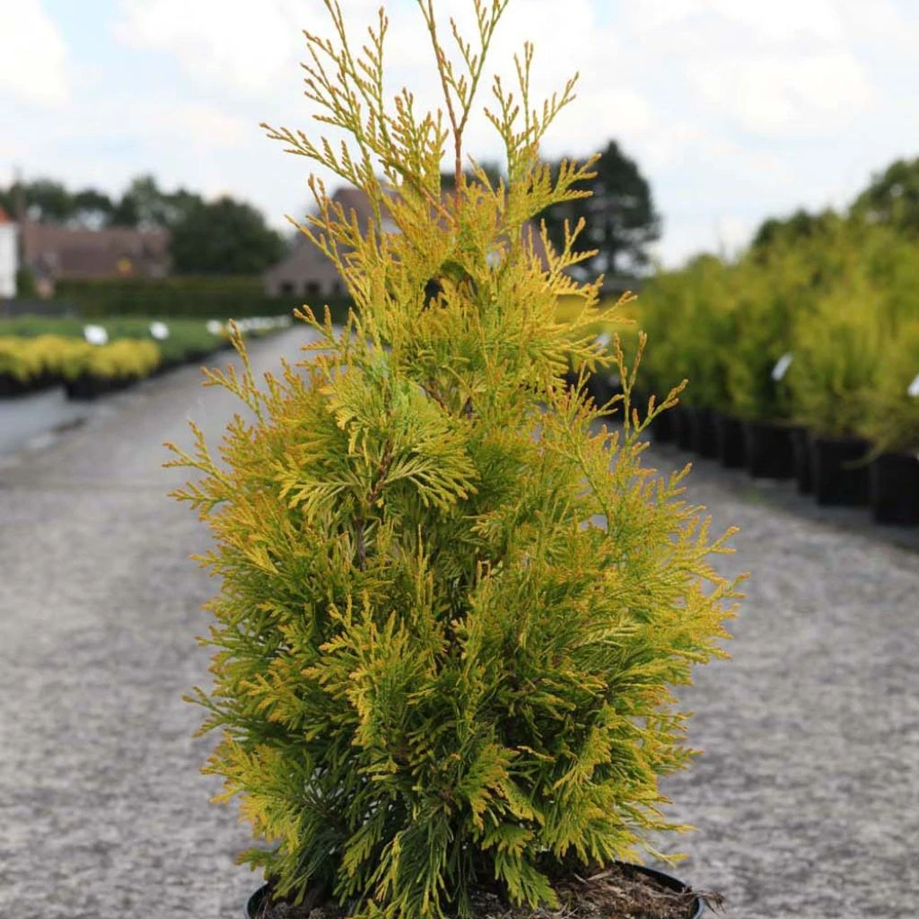 Thuya du Canada - Thuja occidentalis Yellow Ribbon. Thuya Du Canada - Thuja Occidentalis Yellow Ribbon. -Graines Fleurs Boutique Thuja occidentalis Yellow Ribbon 84360 1