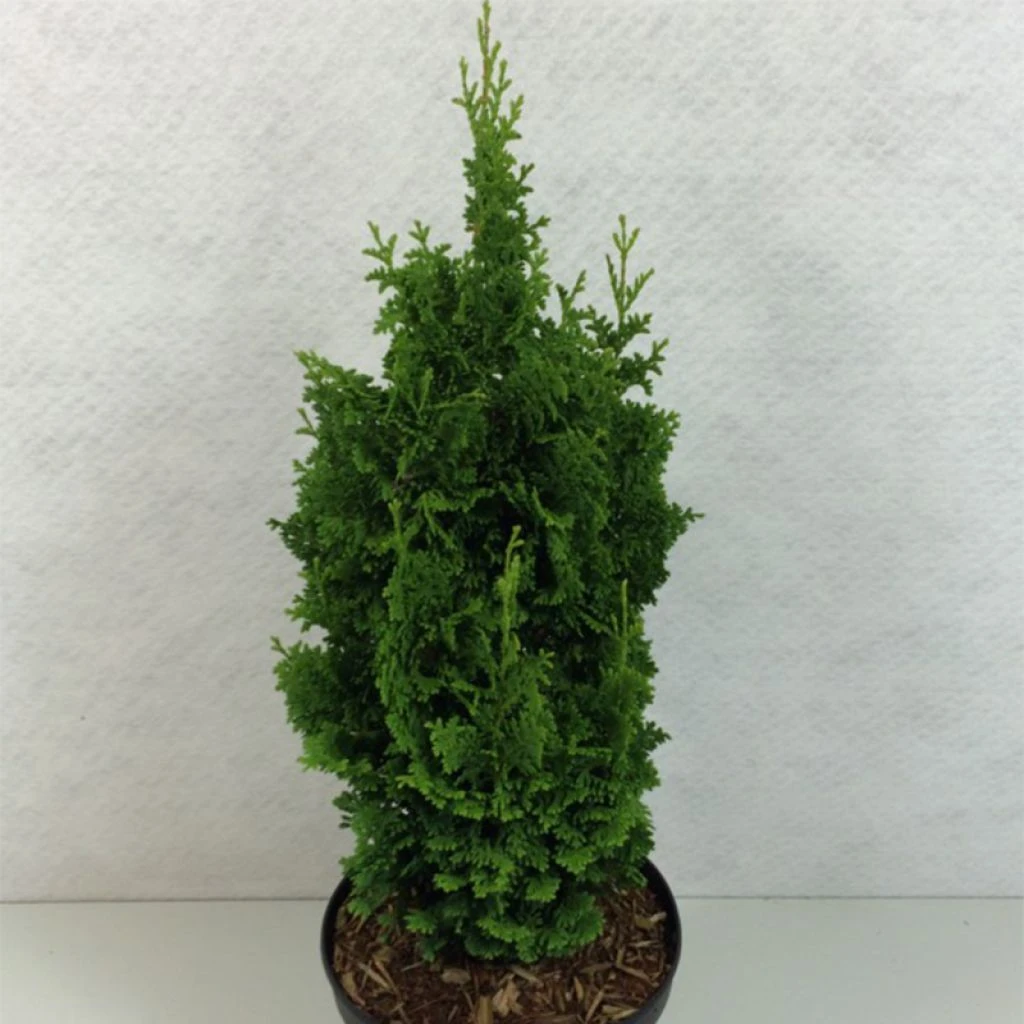 Thuya du Canada - Thuja occidentalis Zmatlik Thuya Du Canada - Thuja Occidentalis Zmatlik -Graines Fleurs Boutique Thuja occidentalis Zmatlik 771002 1