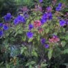 Tibouchina Urvilleana - Tibouchine D'Urville.