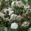 Viorne De Burkwood - Viburnum Burkwoodii Ann Russell