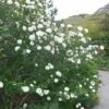 Viburnum Carlesii Juddii - Viorne
