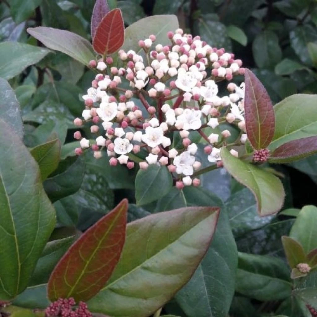 Viburnum tinus Purpureum - Viorne tin, Laurier tin Viburnum Tinus Purpureum - Viorne Tin, Laurier Tin -Graines Fleurs Boutique Viburnum tinus Purpureum 100288 1