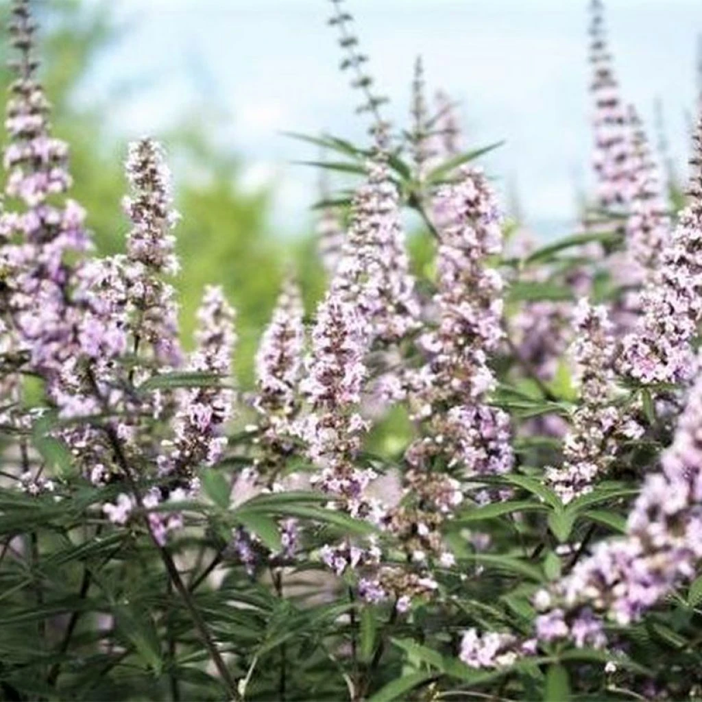 Vitex agnus-castus Galactic Pink - Gattilier Vitex Agnus-castus Galactic Pink - Gattilier -Graines Fleurs Boutique Vitex agnus castus Galactic Pink Gattilier IF 17954 1