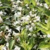 Weigela Milk And Honey