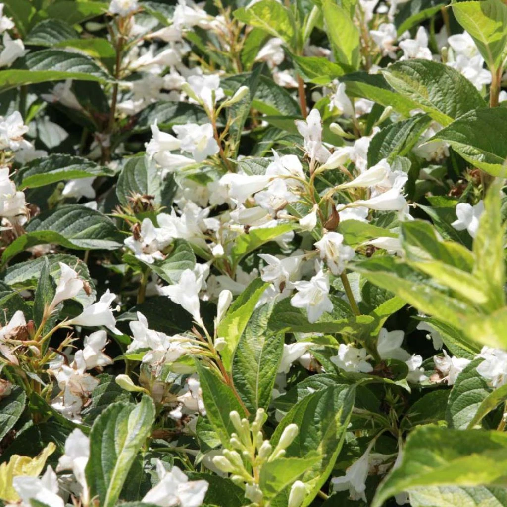 Weigela Milk and Honey Weigela Milk And Honey -Graines Fleurs Boutique Weigela Milk and Honey 84388 1