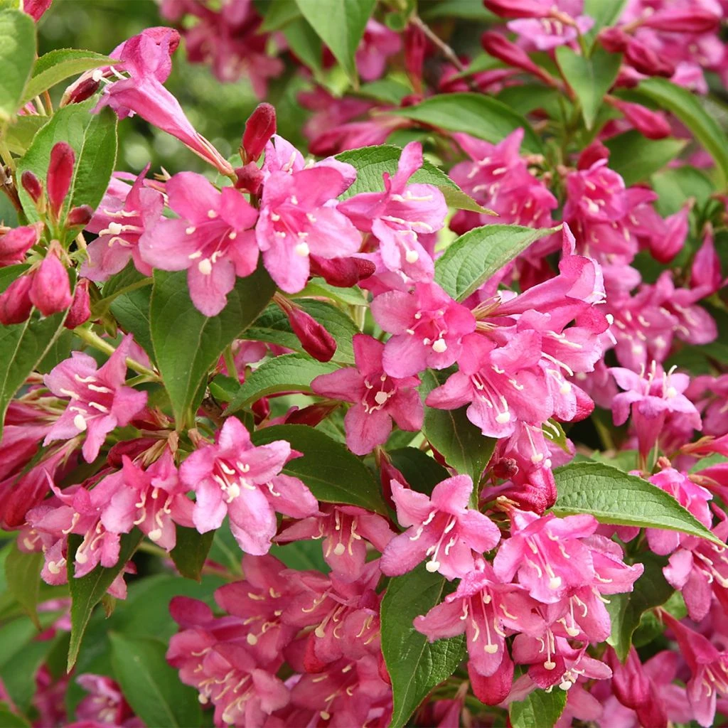 Weigela Minuet Weigela Minuet -Graines Fleurs Boutique Weigela Minuet copyright 1008971 1