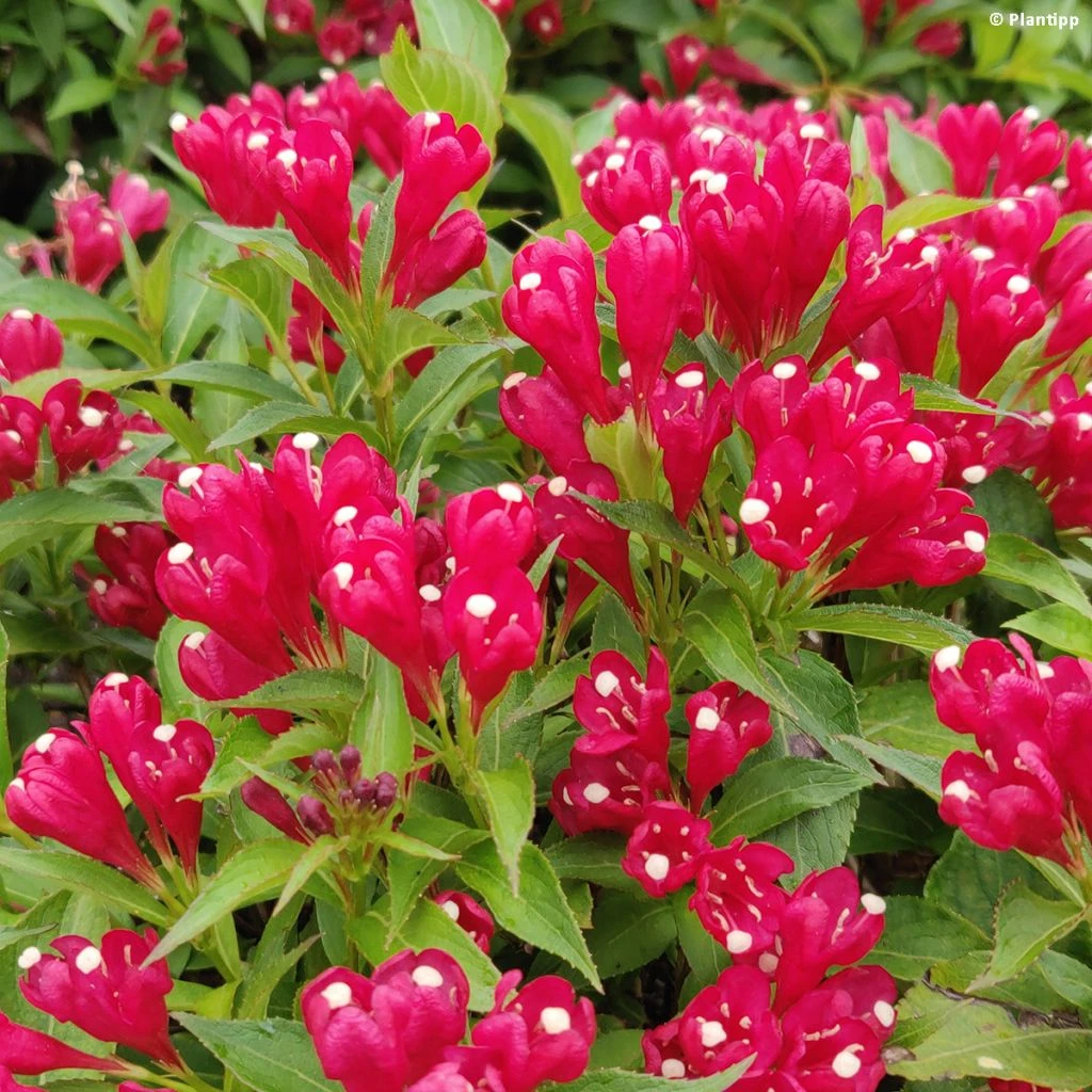 Weigela Picobella Rosso Weigela Picobella Rosso -Graines Fleurs Boutique Weigela Picobella Rosso copyright 179561 1