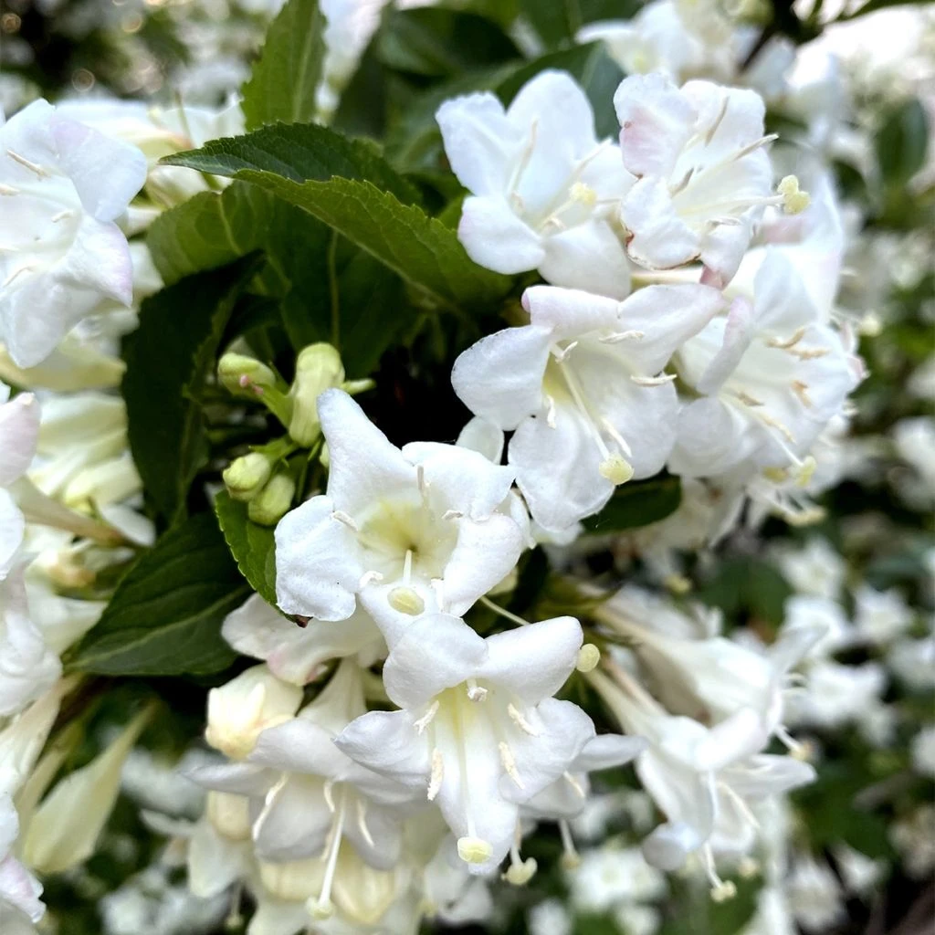 Weigela Snowflake Weigela Snowflake -Graines Fleurs Boutique Weigela Snowflake copyright 1002901 1