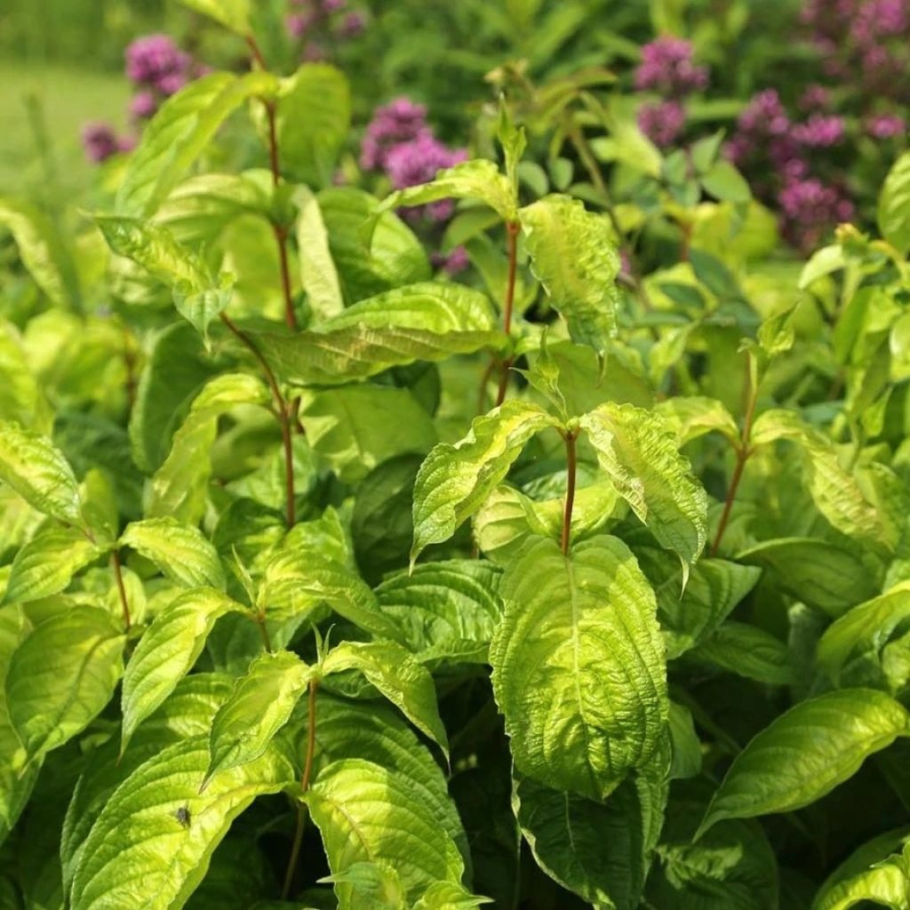 Weigela florida Lime Monster Weigela Florida Lime Monster -Graines Fleurs Boutique Weigela florida Lime Monster 89567 1