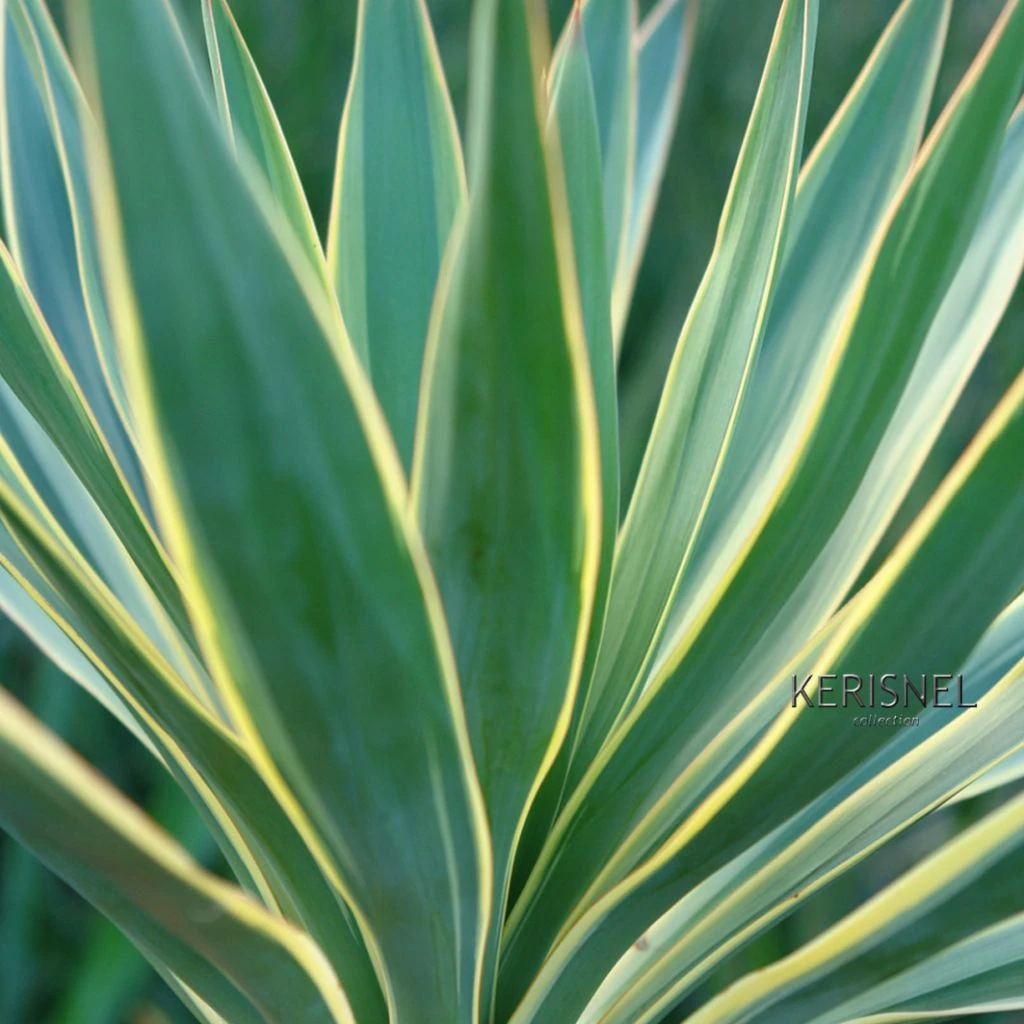 Yucca gloriosa Variegata - Dague espagnole Yucca Gloriosa Variegata - Dague Espagnole -Graines Fleurs Boutique Yucca gloriosa Variegata 82238 1
