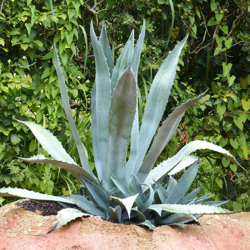 Agave americana - Agave d'Amérique Agave Americana - Agave D'Amérique -Graines Fleurs Boutique agave americana 82186 5