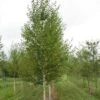 Bouleau Noir - Betula Nigra Heritage