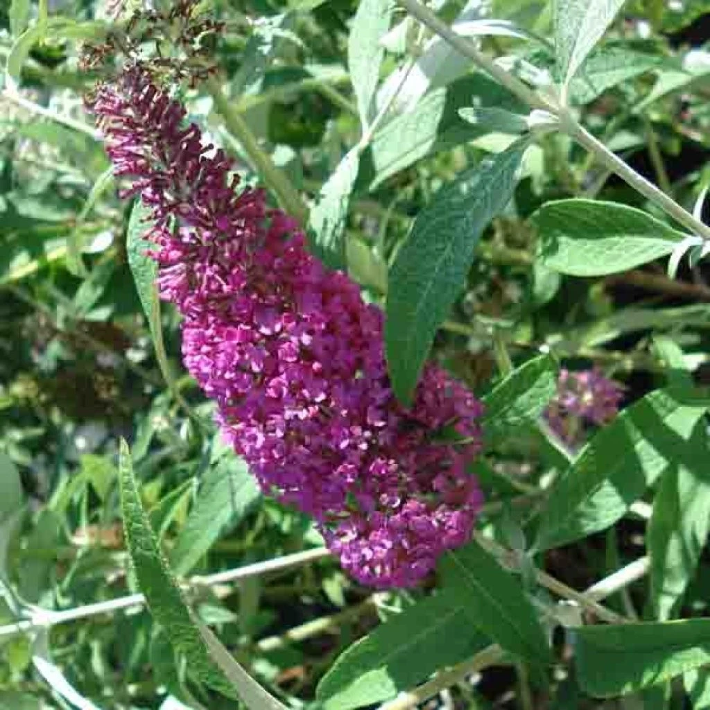 Buddleia davidii Summer Beauty Buddleia Davidii Summer Beauty -Graines Fleurs Boutique buddleia summer beauty 7827 1
