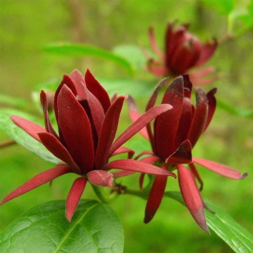 Calycanthus floridus - Arbre aux anémones Calycanthus Floridus - Arbre Aux Anémones -Graines Fleurs Boutique calycanthus floridus 9656 4