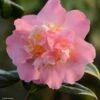 Camélia Paddy's Perfumed - Camellia Japonica