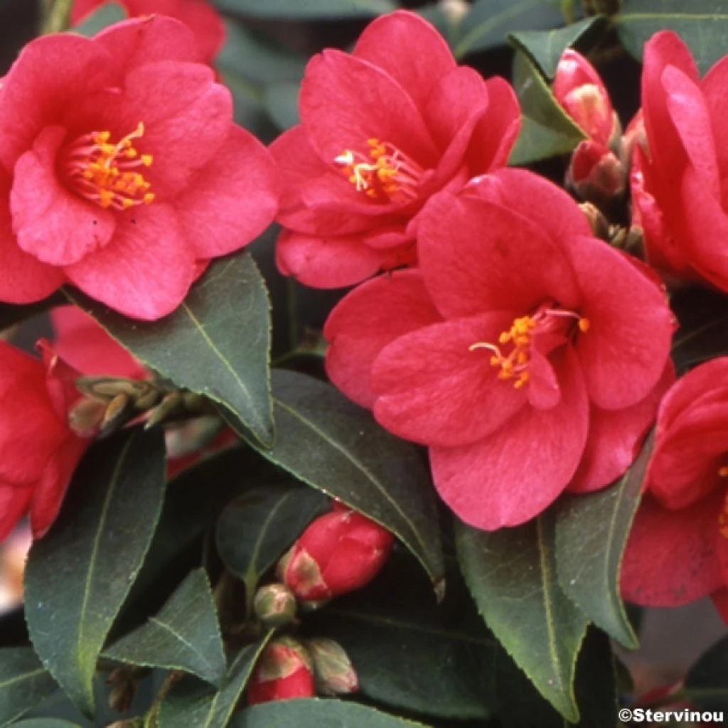 Camélia champêtre - Camellia Fairy Wand Camélia Champêtre - Camellia Fairy Wand -Graines Fleurs Boutique camellia fairy wand 781710 1