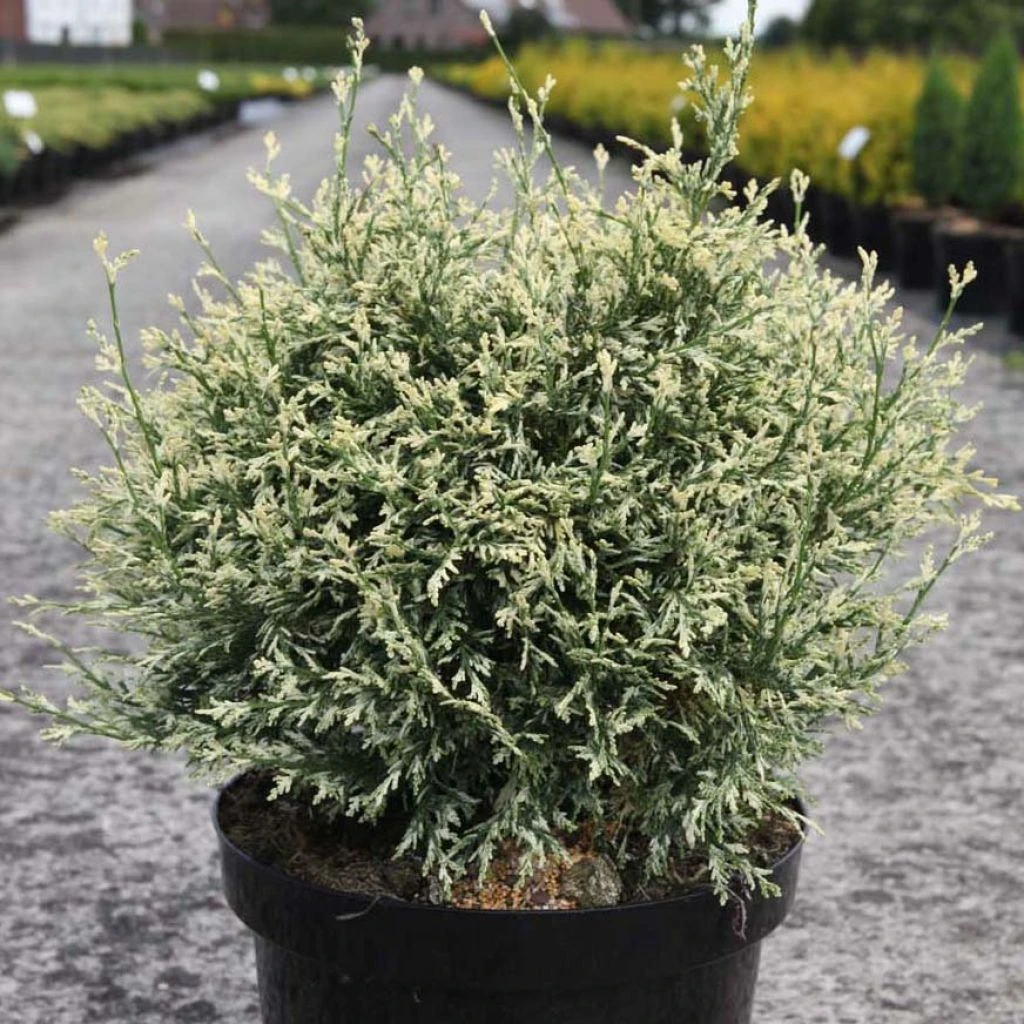 Chamaecyparis lawsoniana Pearly Swirls - Cyprès de Lawson Chamaecyparis Lawsoniana Pearly Swirls - Cyprès De Lawson -Graines Fleurs Boutique chamaecyparis lawsoniana pearly swirls 85218 1