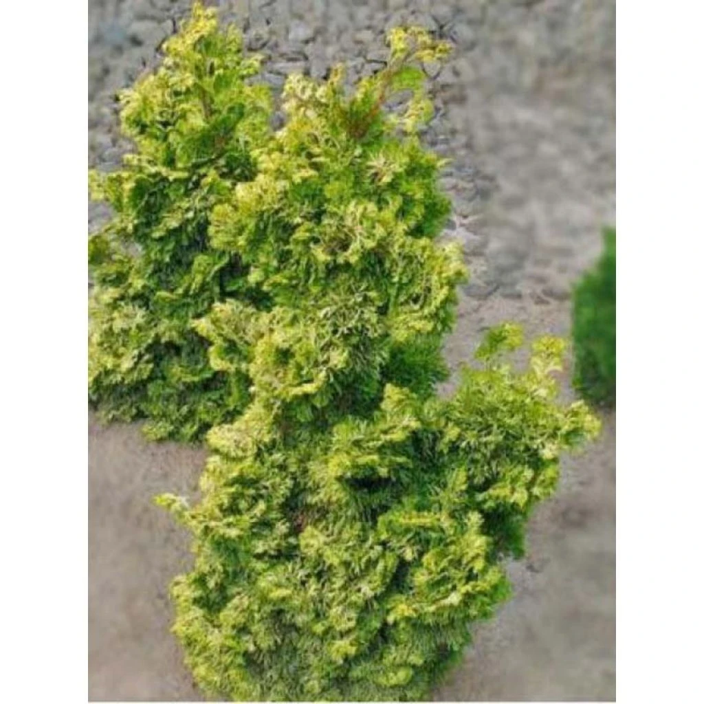 Chamaecyparis obtusa Rashahiba - Faux cyprès hinoki du Japon Chamaecyparis Obtusa Rashahiba - Faux Cyprès Hinoki Du Japon -Graines Fleurs Boutique chamaecyparis obtusa rashahiba 1002462 1