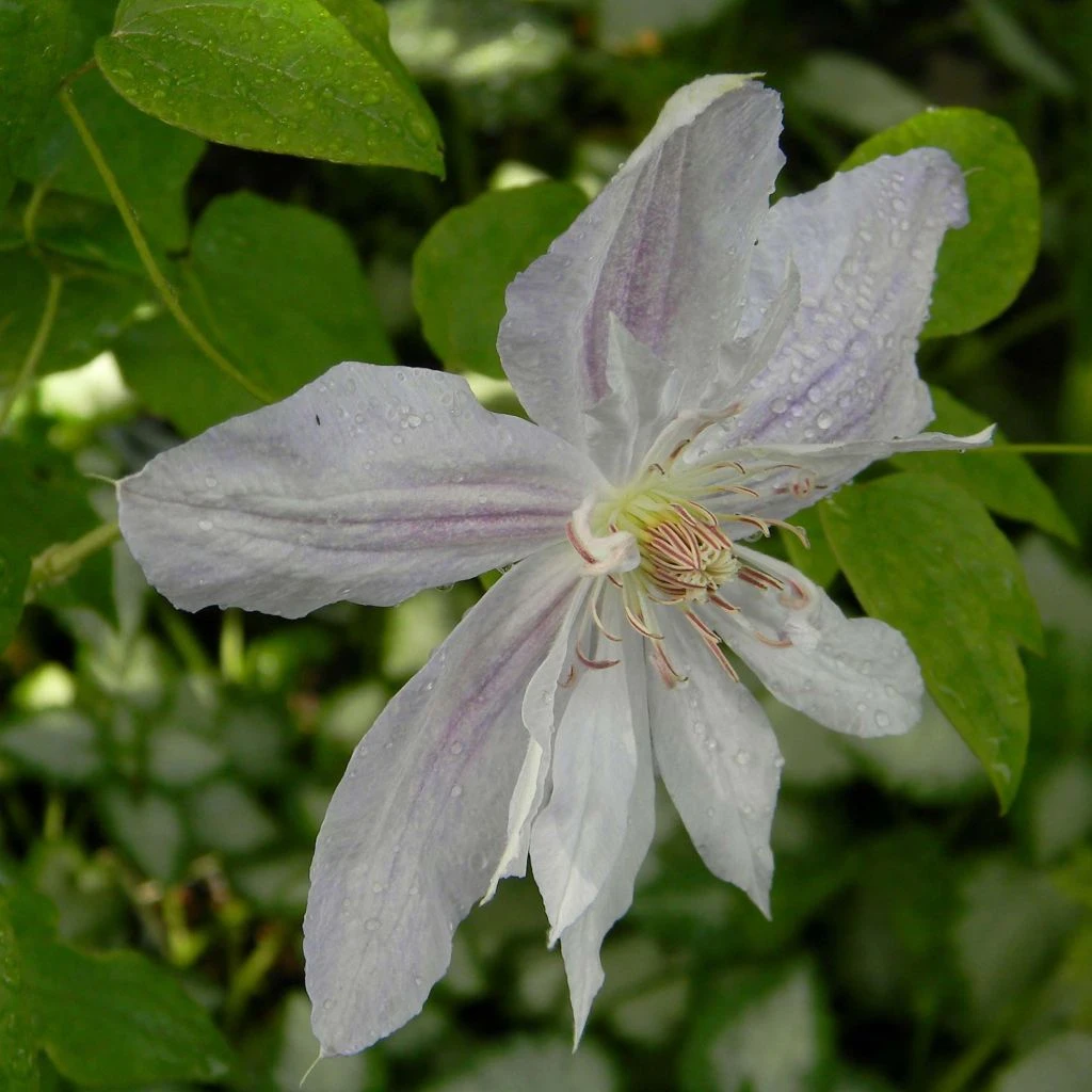 Clématite - Clematis jackmanii Alba Clématite - Clematis Jackmanii Alba -Graines Fleurs Boutique clematis jackmanii alba 81380 1