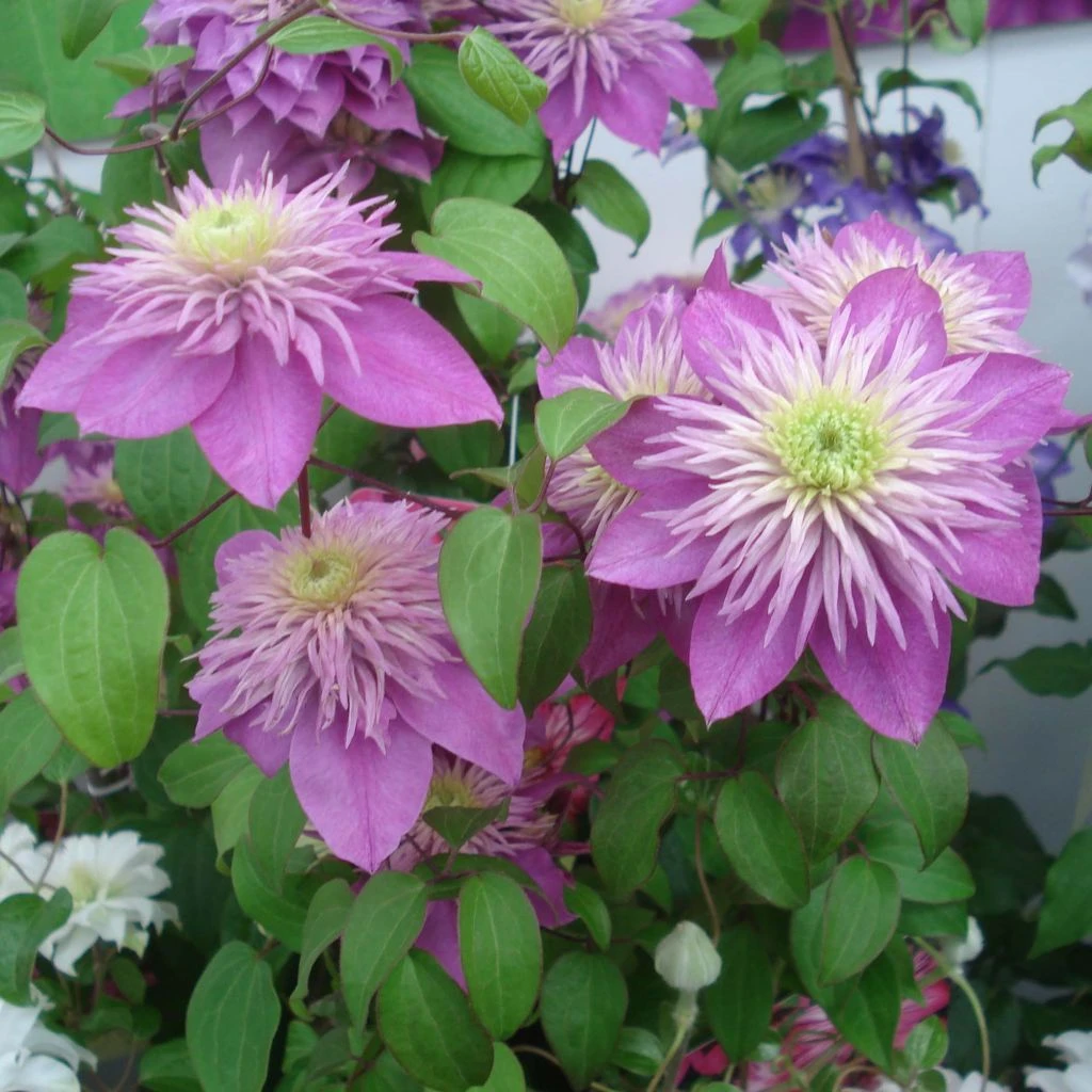 Clématite - Clematis Kaiser Clématite - Clematis Kaiser -Graines Fleurs Boutique clematis kaiser 82789 1