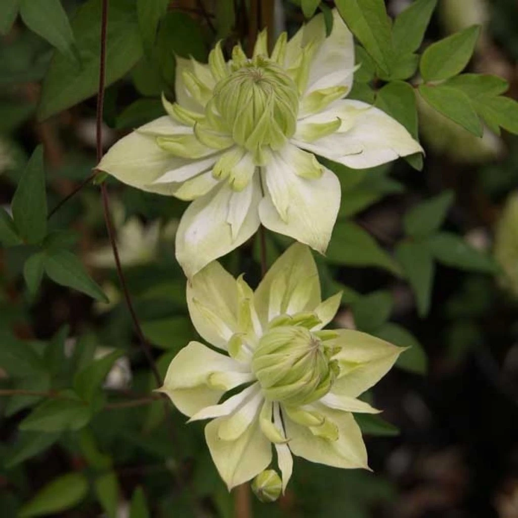 Clématite - Clematis florida Alba Plena Clématite - Clematis Florida Alba Plena -Graines Fleurs Boutique clematite florida alba plena 681432 1