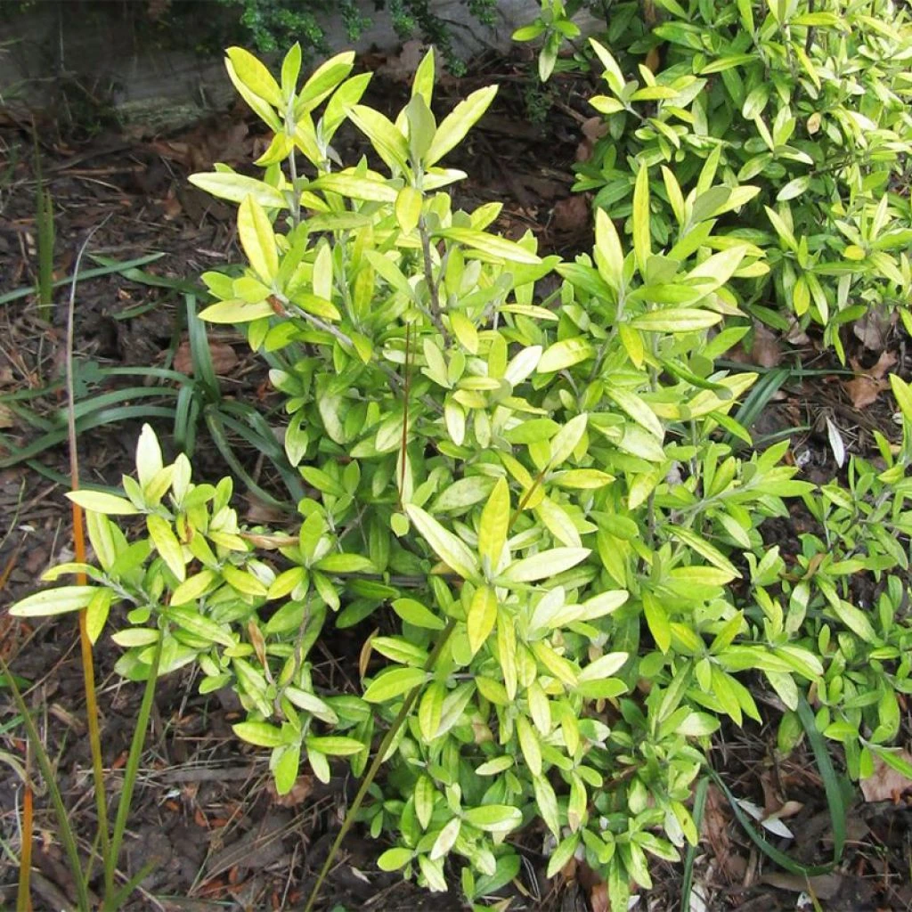 Corokia virgata Banana Royal - Corokie Corokia Virgata Banana Royal - Corokie -Graines Fleurs Boutique corokia virgata banana royal v 100474 1