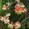 Edgeworthia Chrysantha Red Dragon Akebono - Arbre à Papier