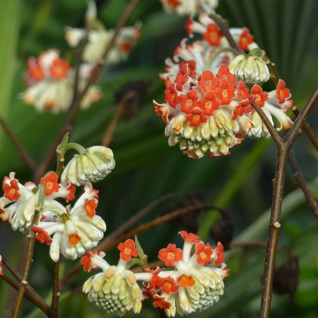 Edgeworthia chrysantha Red Dragon Akebono - Arbre à papier Edgeworthia Chrysantha Red Dragon Akebono - Arbre à Papier -Graines Fleurs Boutique edgeworthia chrysantha red dragon akebono 781971 4