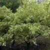 Fusain Du Japon - Euonymus Japonicus Duc D'Anjou