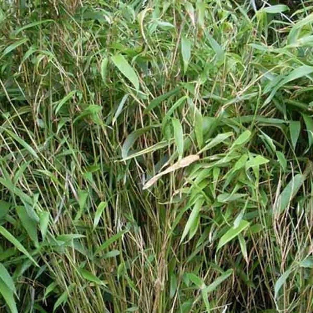 Bambou non traçant - Fargesia murielae Bimbo Bambou Non Traçant - Fargesia Murielae Bimbo -Graines Fleurs Boutique fargesia murielae bimbo 84601 1