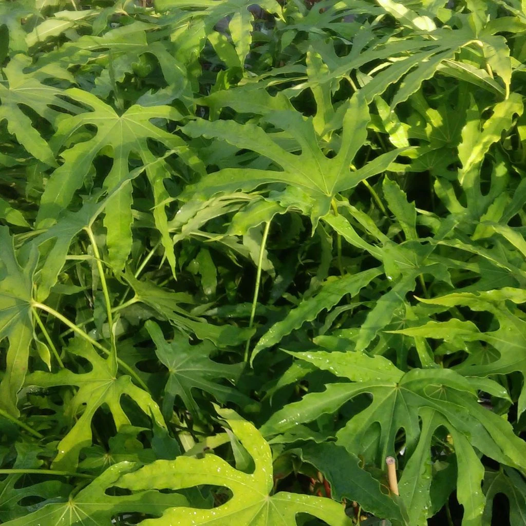 Fatsia polycarpa Green Fingers - Fatsia de Taiwan Fatsia Polycarpa Green Fingers - Fatsia De Taiwan -Graines Fleurs Boutique fatsia green fingers 86460 1