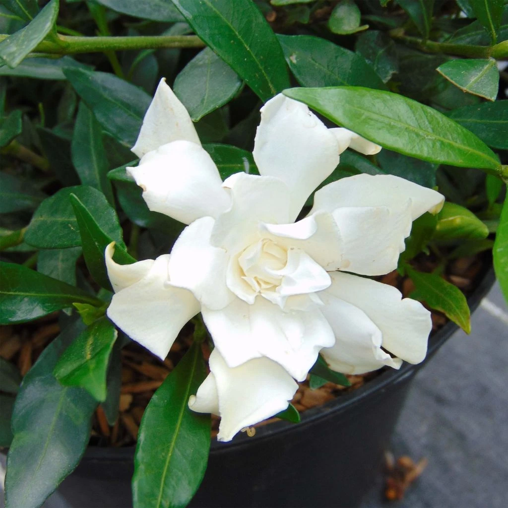 Gardenia jasminoides Perfumed Petticoats Gardenia Jasminoides Perfumed Petticoats -Graines Fleurs Boutique gardenia jasminoides perfumed petticoats 83325 1