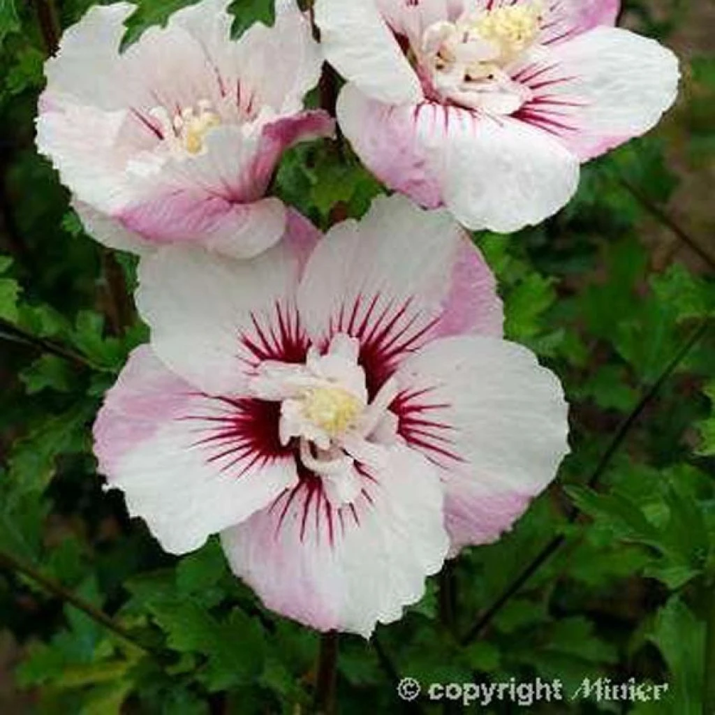 Hibiscus syriacus Pinky Spot - Althéa rose Hibiscus Syriacus Pinky Spot - Althéa Rose -Graines Fleurs Boutique hibiscus pinky spot 9543 1