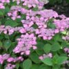 Hortensia - Hydrangea Serrata Avelroz