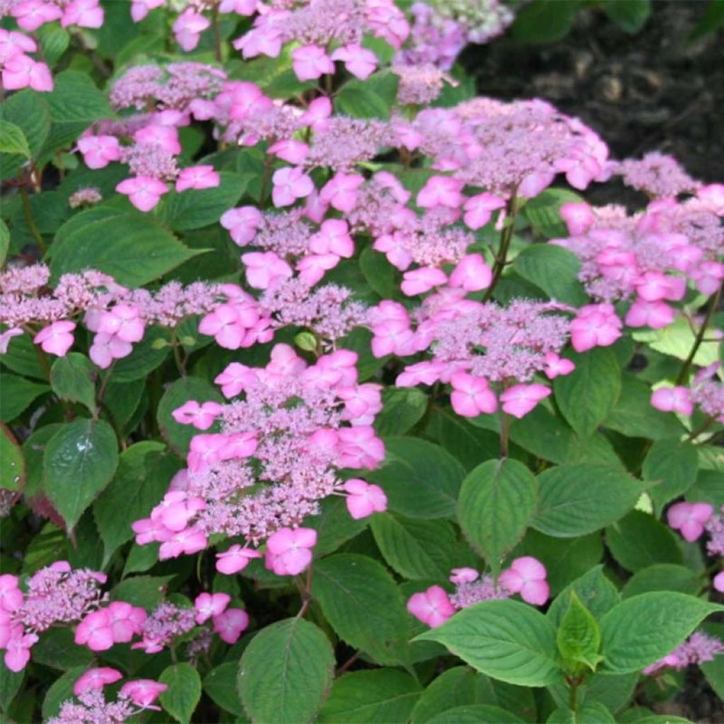 Hortensia - Hydrangea serrata Avelroz Hortensia - Hydrangea Serrata Avelroz -Graines Fleurs Boutique hortensia avelroz 67876 1