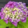Hortensia - Hydrangea Macrophylla Flair & Flavours' Sweet Cupcake